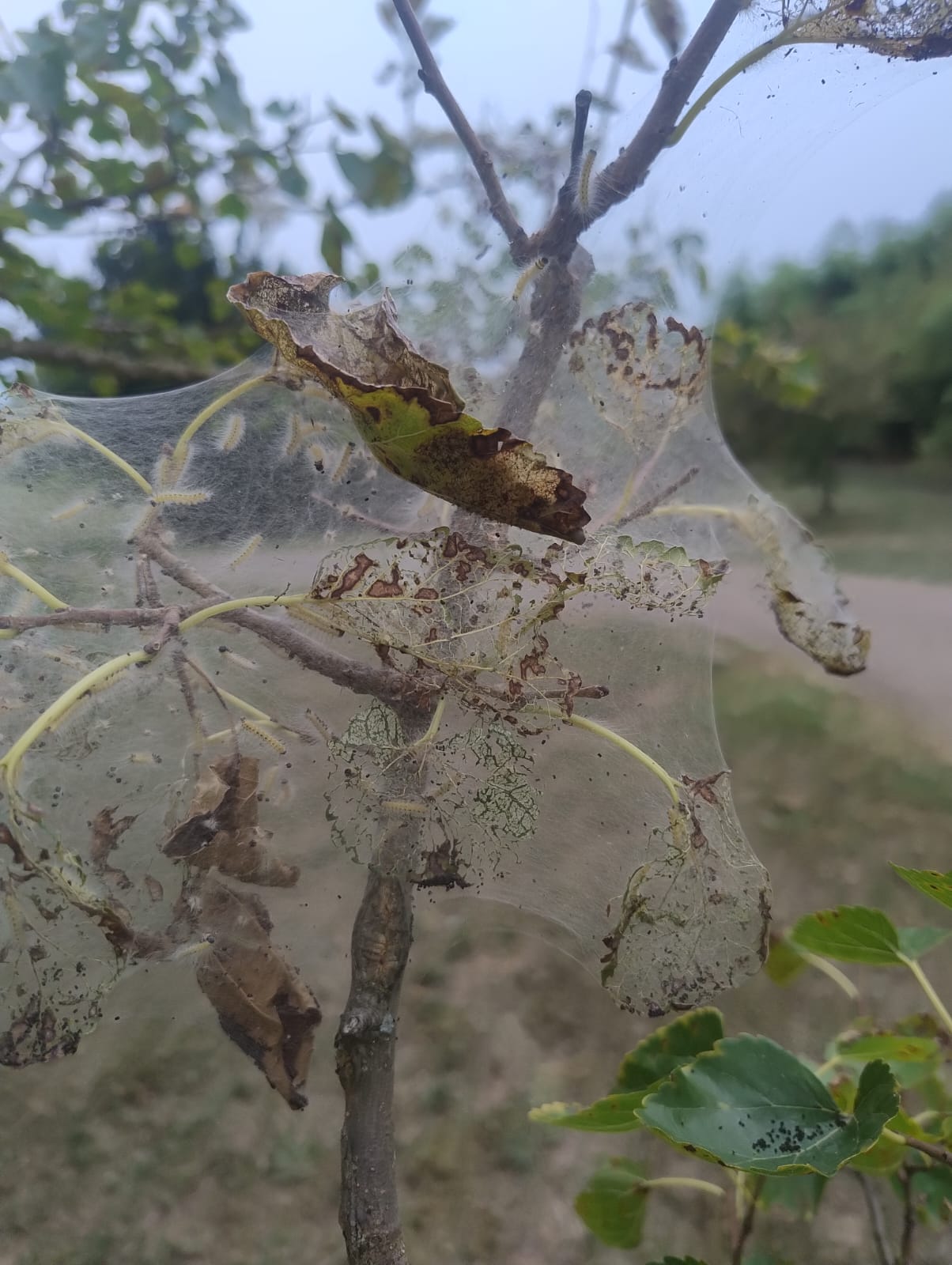 Ifantria americana Ifantria americana